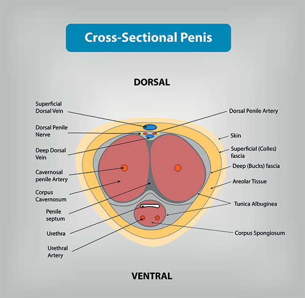 Cross sectional penis